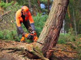 Best Tree Preservation Services  in Seaford, NY