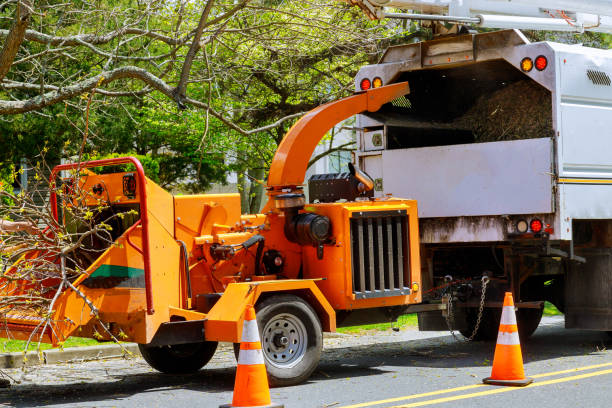 Professional Tree Removal in Seaford, NY