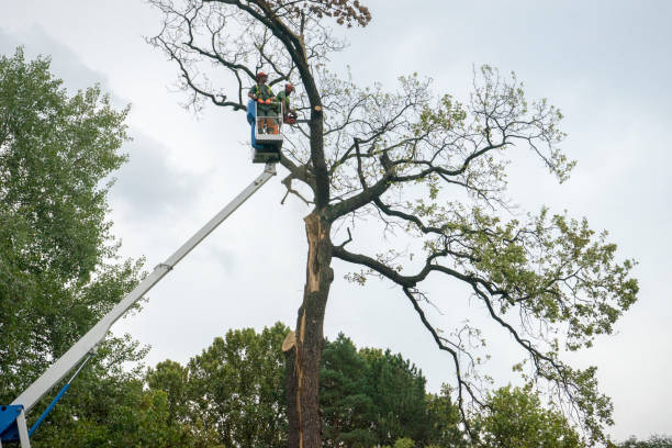 Best Palm Tree Trimming  in Seaford, NY
