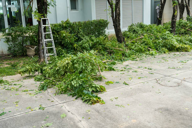 Best Arborist Consultation Services  in Seaford, NY