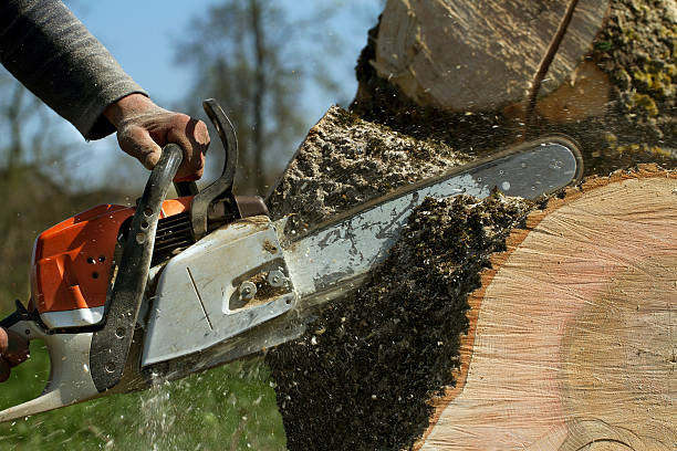 Best Lawn Renovation and Restoration  in Seaford, NY